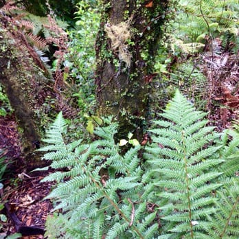 Mountain Bike Rotorua - Beauty in the forest - Bike Repair/Maintenance Near Me - Rotorua, BOP