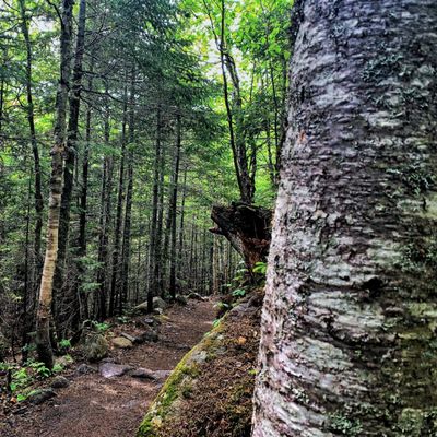 Parc national de la Jacques-Cartier by null