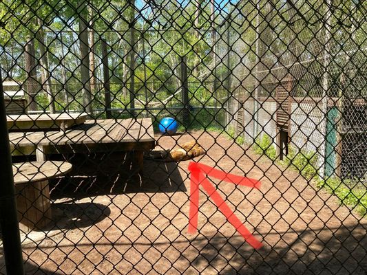 The Catty Shack Ranch Wildlife Sanctuary by null