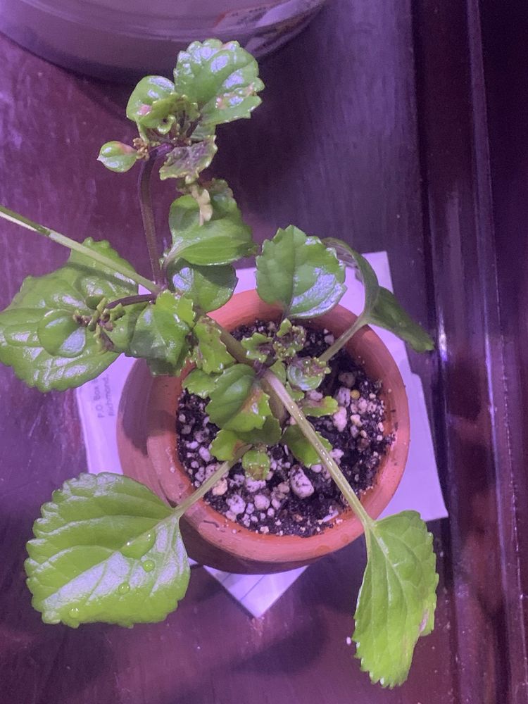 Food from Grand Great Wall Restaurant