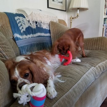 Wooftown - Love their summer toys... - Pet Stores Near Me - New York, New York Wooftown - Love their summer toys... - Pet Stores Near Me - New York, New York
