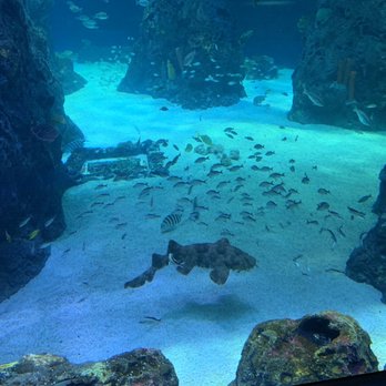 Mississippi Aquarium - Aquariums Near Me - Gulfport, Mississippi