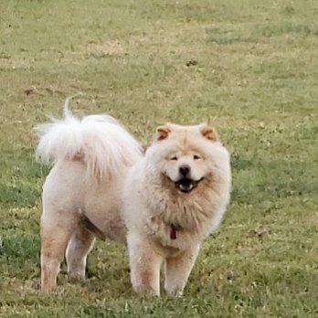 Samantha's Mobile Grooming - 2 of my chows - Pet Groomers Near Me Samantha's Mobile Grooming - 2 of my chows - Pet Groomers Near Me