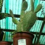 Vivero Los Maitenes
