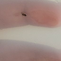 A dead fly A dead fly