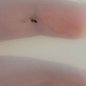 Pho Crimson - A dead fly - Vietnamese Near Me - Dallas, Texas Pho Crimson - A dead fly - Vietnamese Near Me - Dallas, Texas