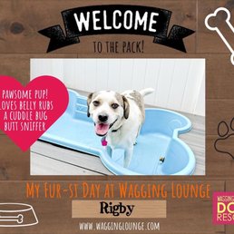 Rigby having a fun at Wagging Dog Lounge