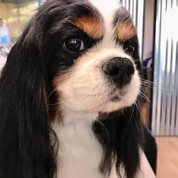 Paws N Claws - Pet Groomers Near Me - Mead, Washington Paws N Claws - Pet Groomers Near Me - Mead, Washington