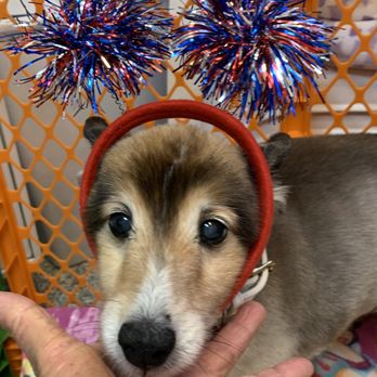 WAGZ - Pet Groomers Near Me - Westchester, California WAGZ - Pet Groomers Near Me - Westchester, California