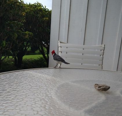 Kiahuna Plantation Resort Kauai by OUTRIGGER by null