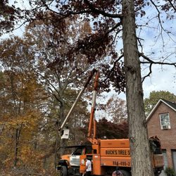 Buck's Tree Service - Bucket tree to trim and take down the tallest of branches