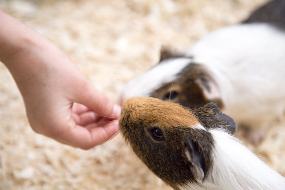 AUSTIN PETTING ZOO AND ANIMAL SHOWS Updated July 2024 1000 State