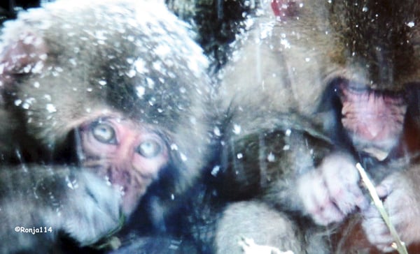 Jigokudani Yaen-Koen by null