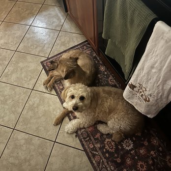 Furever Fresh - before the cut - Pet Groomers Near Me - Sacramento, California
