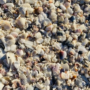 Cortez Beach - Shells! - Beaches Near Me - Bradenton Beach, Florida