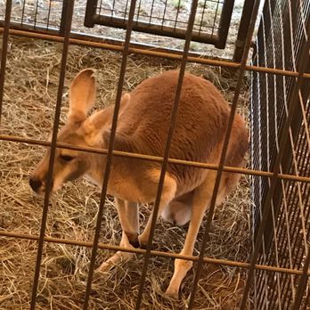 Deerfield Fair - Kangaroo!!! - Festivals Near Me - Deerfield, New Hampshire