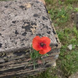 Parco Archeologico - A random poppy in the Necropolis