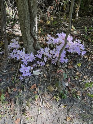 Clifton Gorge State Nature Preserve by null