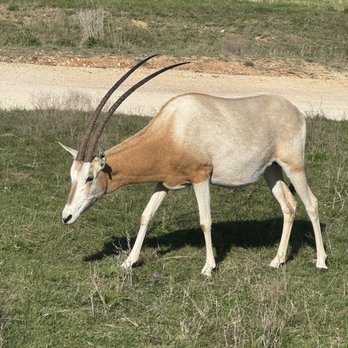 Fossil Rim Wildlife Center - Zoos Near Me - Glen Rose, Texas Fossil Rim Wildlife Center - Zoos Near Me - Glen Rose, Texas