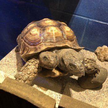 Ripley's Believe It Or Not - Museums Near Me - Wisconsin Dells, Wisconsin Ripley's Believe It Or Not - Museums Near Me - Wisconsin Dells, Wisconsin