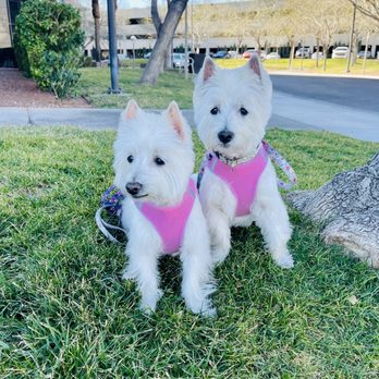 Las Vegas Spaw - Olive & Juno after their Spaw day! - Pet Groomers Near Me - Las Vegas, Nevada