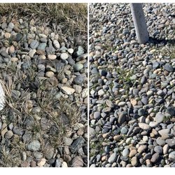 Leland Lawn and Landscaping - After the bill. I came back to town and saw this quality of work.