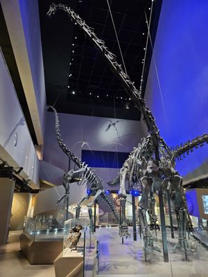 Lee Kong Chian Natural History Museum, Singapore by null