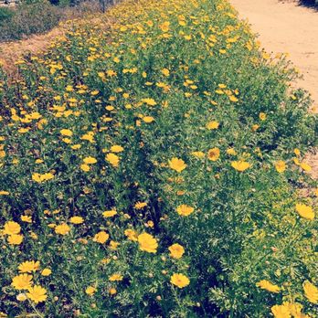 LMU Hiking Trail - In bloom - Hiking Near Me - Los Angeles, California