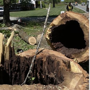 Wolfpack Tree Service - Tree Services Near Me Wolfpack Tree Service - Tree Services Near Me