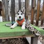Photo of One Dog Steamboat