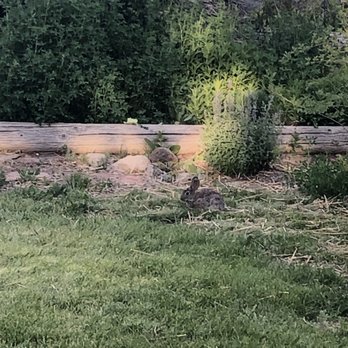 Paradise Shores Camp - Denali rental resident bunny came out every night to have dinner with us - Campgrounds Near Me - Bridgeport, California Paradise Shores Camp - Denali rental resident bunny came out every night to have dinner with us - Campgrounds Near Me - Bridgeport, California