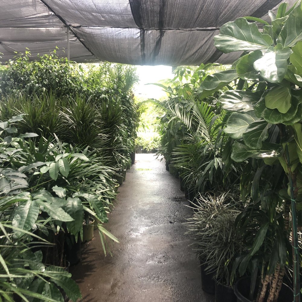 Lucky Plants - Nurseries & Gardening Near Me - Hermosa Beach, California Lucky Plants - Nurseries & Gardening Near Me - Hermosa Beach, California