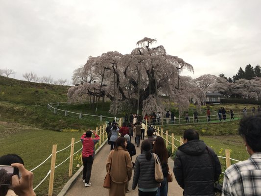 Miharu Takizakura by null