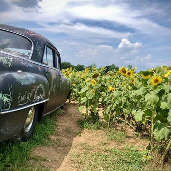 Evans Orchard & Cider Mill - an old car in a field of sunflowers - Fruits & Veggies Near Me - Georgetown, Kentucky