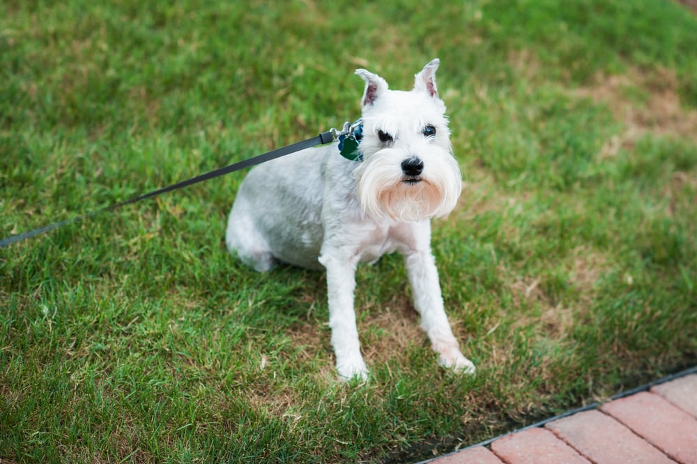 RALEIGH PET SITTERS 104 Photos & 27 Reviews Pet Sitting Raleigh