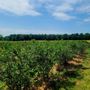 Photo of Reeves Farms