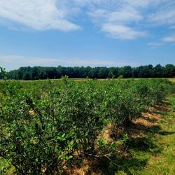 Reeves Farms
