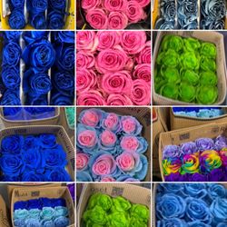 Premium Roses Wholesale - Wholesale roses