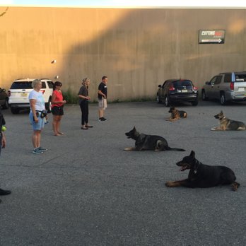K9 Unlimited - Wednesday night group class - Pet Training Near Me K9 Unlimited - Wednesday night group class - Pet Training Near Me