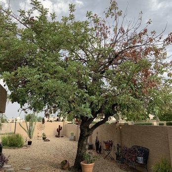 Desert Eagle Landscapes - East side of tree - Tree Services Near Me Desert Eagle Landscapes - East side of tree - Tree Services Near Me