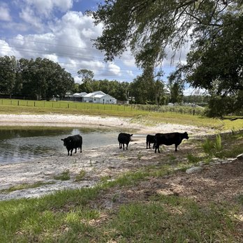 Dowless Blueberry Farm - Cows! - Farms Near Me - Jacksonville, Florida Dowless Blueberry Farm - Cows! - Farms Near Me - Jacksonville, Florida