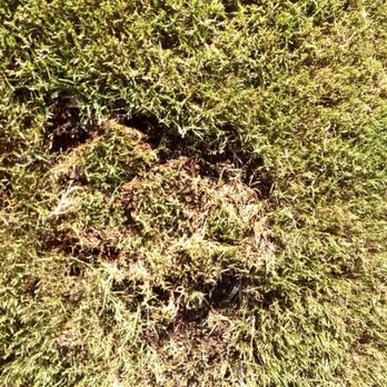 TruGreen Lawn Care - Sod - Tree Services Near Me - Acworth, Georgia TruGreen Lawn Care - Sod - Tree Services Near Me - Acworth, Georgia