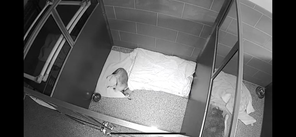 durango animal hospital hours