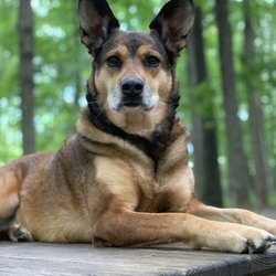 Hamden Dog Park - Working on her Bumble Pics