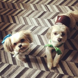 Cookie and Candy after their haircut.