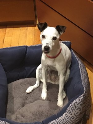 111 happy tails dog grooming