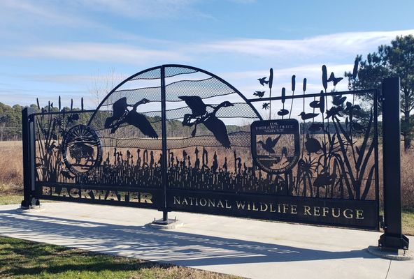 Blackwater National Wildlife Refuge by null