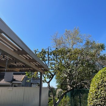 3D Tree Services, Inc. - After trimming - Mature Hass Avocado Tree - Tree Services Near Me
