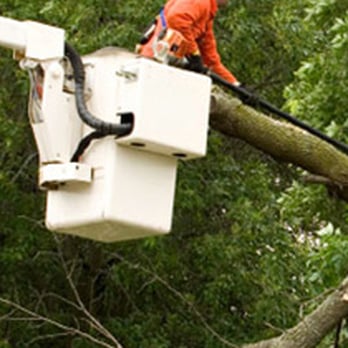 Carolina Outdoor Care - Cleveland Tree Trimming - Tree Services Near Me - Easley, South Carolina Carolina Outdoor Care - Cleveland Tree Trimming - Tree Services Near Me - Easley, South Carolina