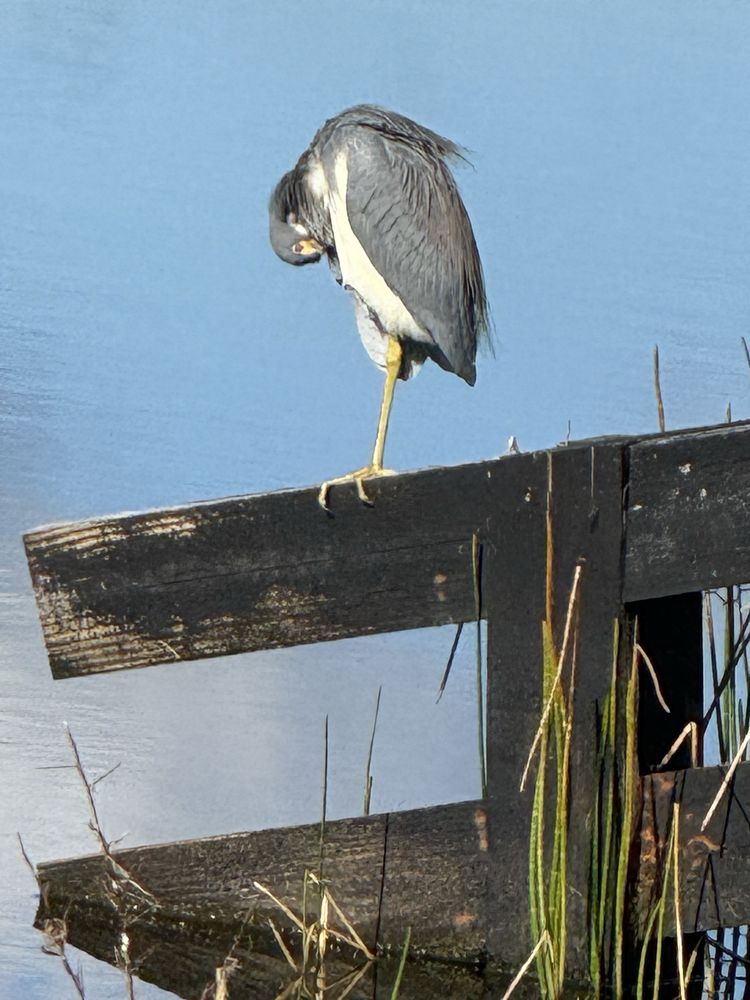 Cunningham Park Image